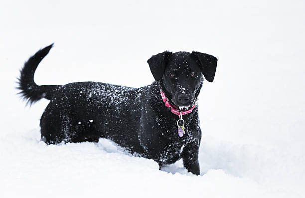 nero cane in piedi in deep tormenta di neve - isweather2013 foto e immagini stock