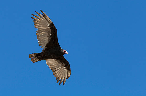 istock Turkey Vulture in Flight, Falkland Islands 174866544