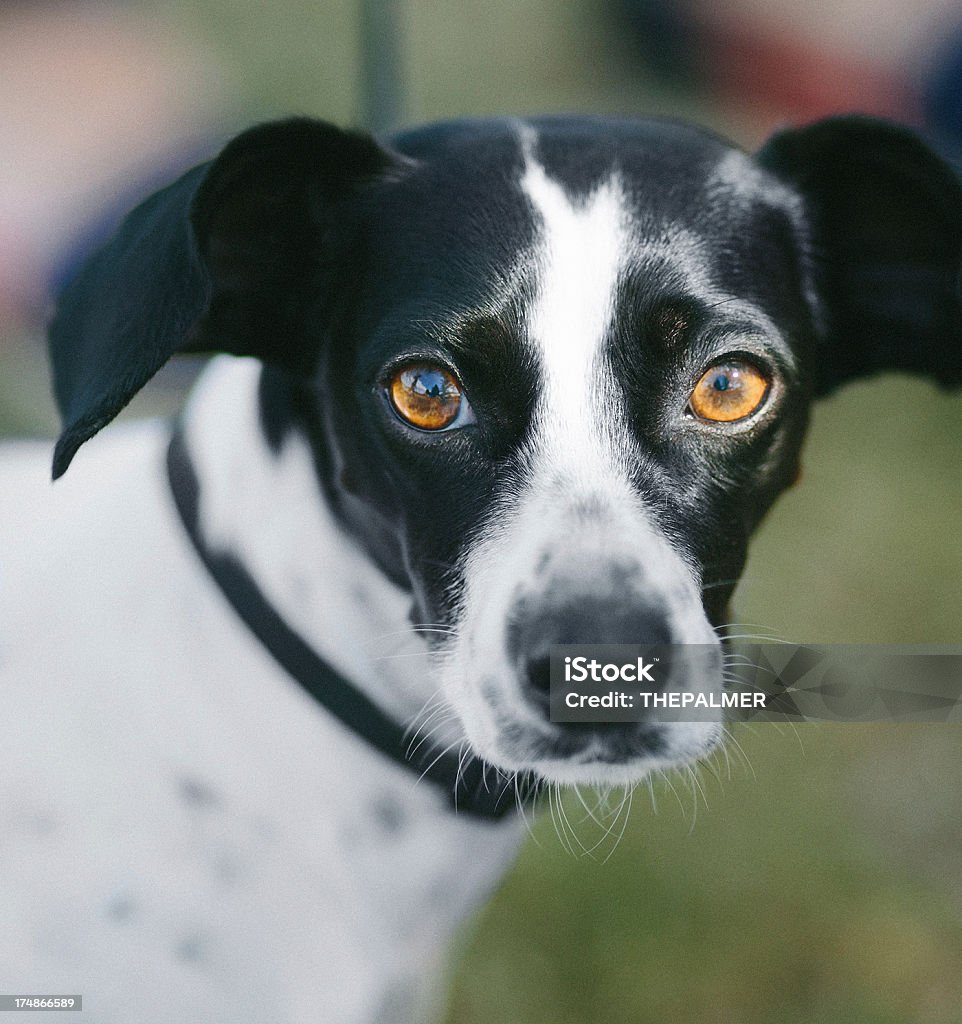 Cão raça mista - Royalty-free Amizade Foto de stock