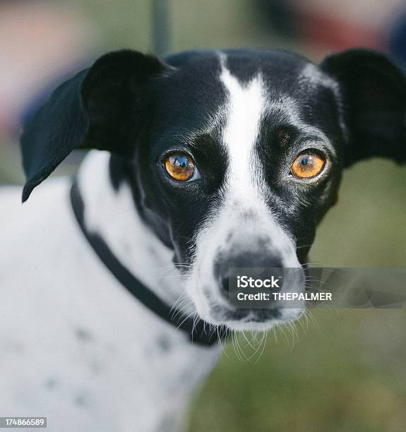 Cão Raça Mista - Fotografias de stock e mais imagens de Amizade - Amizade, Animal, Animal Doméstico