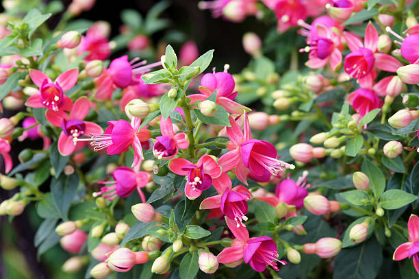 Fuchsia-Cultivars flowers.