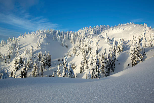 nieve cubiertos de árboles en mt. seymour - mt seymour provincial park fotografías e imágenes de stock