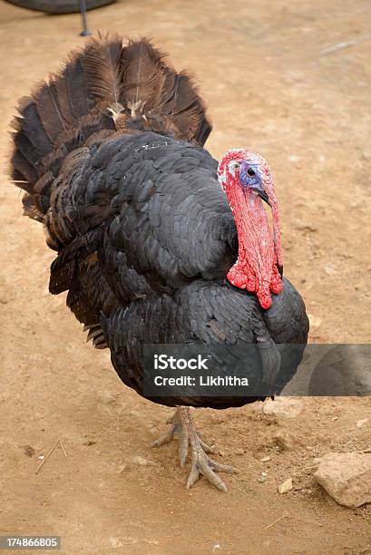 Turquía Pájaro Foto de stock y más banco de imágenes de Ave de corral - Ave de corral, Carne blanca, Encuadre de cuerpo entero