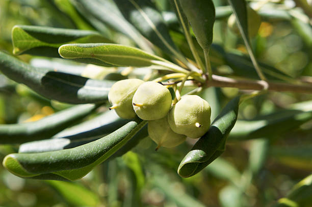 Green Sicilian Capers "A pod of large, fresh Sicilian Capers, still green but ripening in bright sunlight." caper stock pictures, royalty-free photos & images