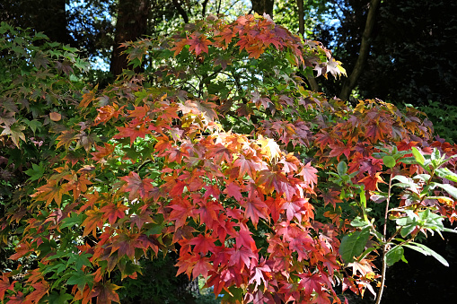 Acer palmatum, or Japanese maple leaves turning colour during the Autumn