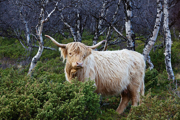 gado da escócia - animal hair animal galloway scottland - fotografias e filmes do acervo