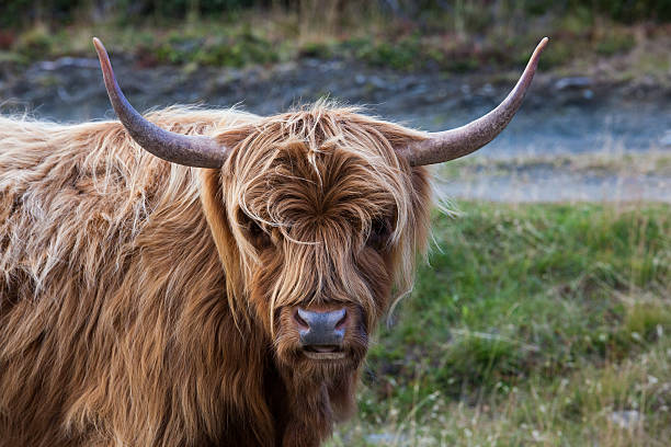 highland cattle - animal hair animal galloway scottland stock-fotos und bilder