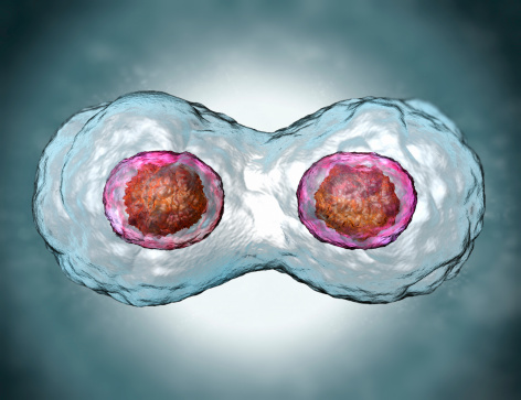 Human egg cell is in mitosis