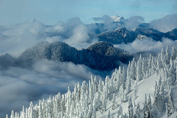 neve coberta de árvores no monte seymour - mt seymour provincial park imagens e fotografias de stock