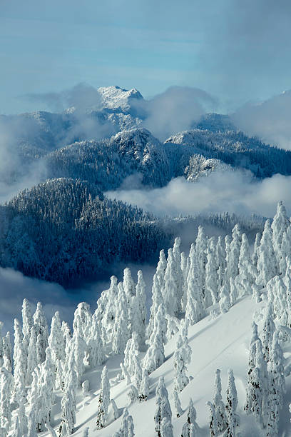 arbres couverts de neige sur le mont seymour - mt seymour provincial park photos et images de collection