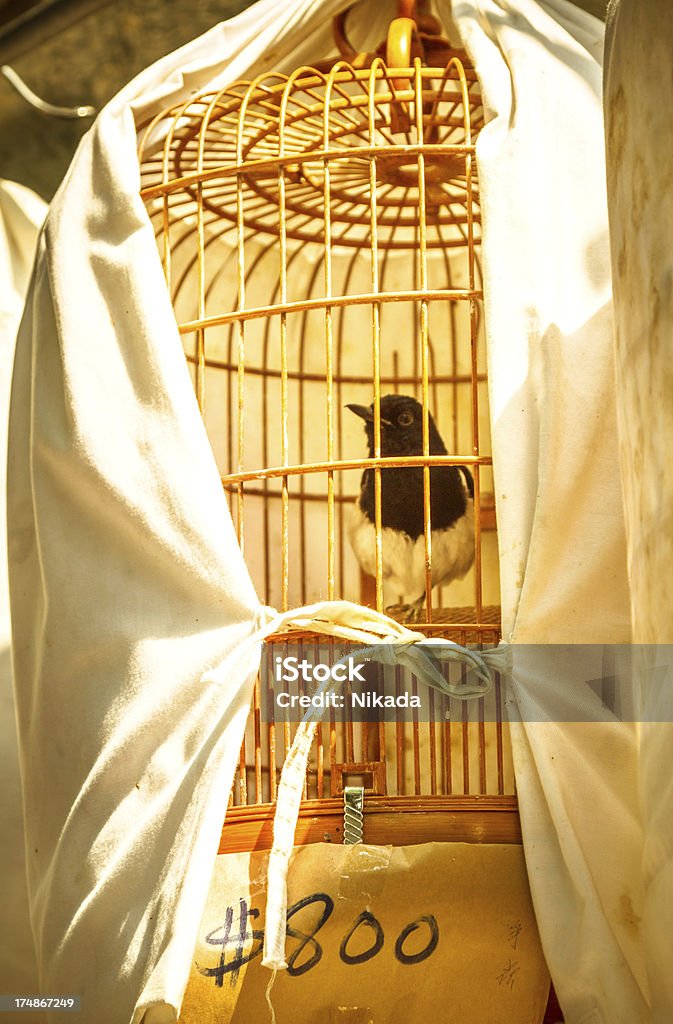 Ptak do sprzedaży - Zbiór zdjęć royalty-free (Klatka dla ptaków)