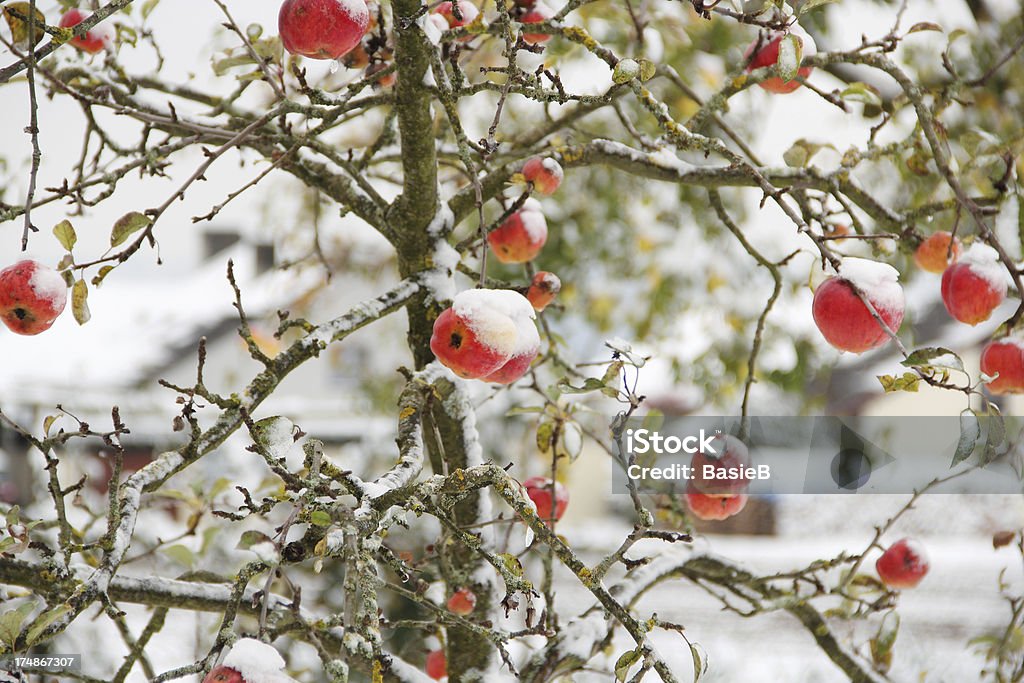 Maçãs cobertas de neve no outono - Foto de stock de Cena Rural royalty-free