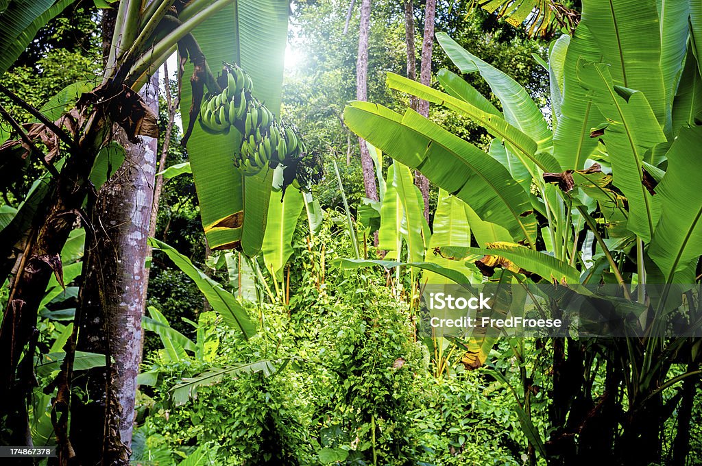 Selva tropical - Foto de stock de Aire libre libre de derechos