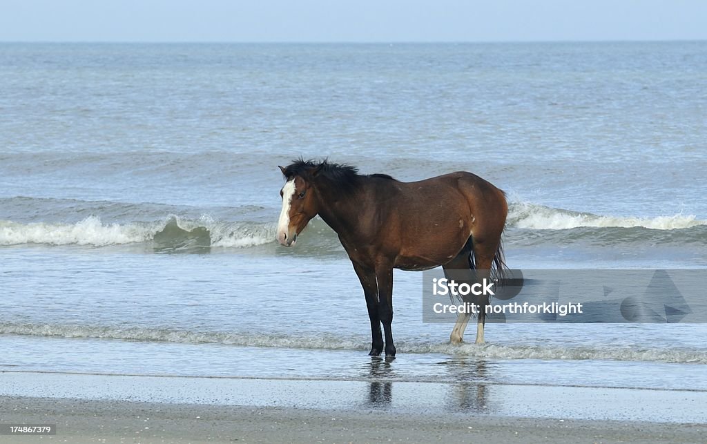 Wild horse любит на Атлантический океан - Стоковые фото Атлантический океан роялти-фри