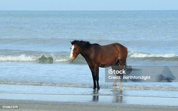 Wild Horse Любит На Атлантический Океан — стоковые фотографии и другие картинки Атлантический океан - Атлантический океан, Волна, Горизонтальный