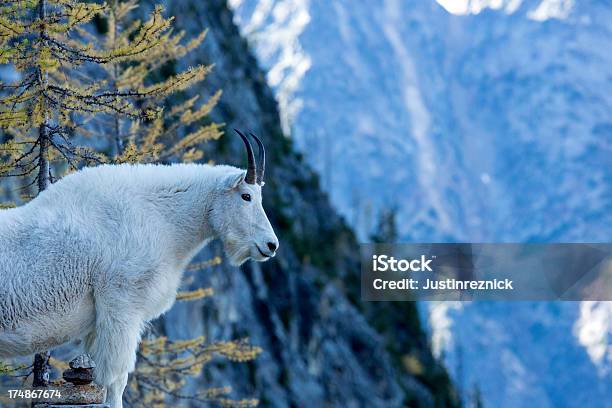 Kozioł Śnieżny W Północnych Gór Kaskadowych - zdjęcia stockowe i więcej obrazów Kozioł śnieżny - Kozioł śnieżny, Bez ludzi, Fotografika