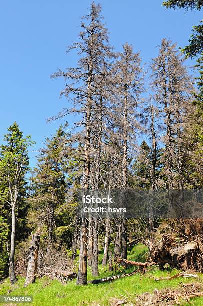 임산 At 브로켄 산 손상된 나무좀 0명에 대한 스톡 사진 및 기타 이미지 - 0명, 공기 오염, 기후 변화