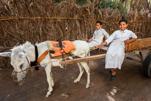 Pune, India - December 31 2023: Bullock carts for transportation of sugarcane in the countryside near Pune India.