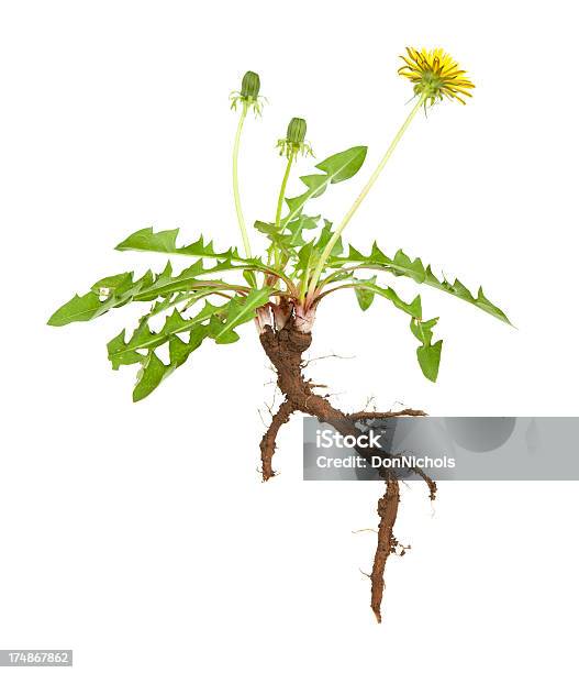 Dandelion Root Stock Photo - Download Image Now - Dandelion, Root, Cut Out