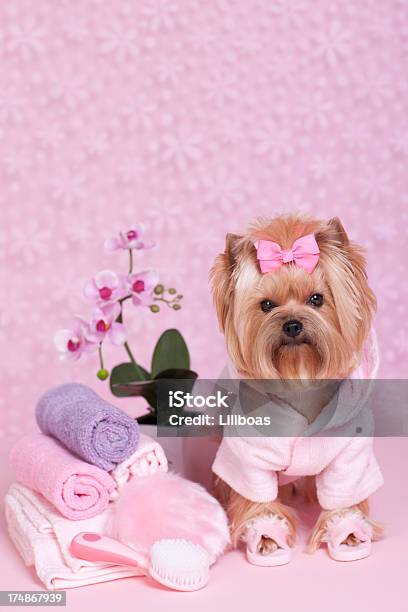 Yorkshire Terrier Cane Giornata Nella Spa - Fotografie stock e altre immagini di Accappatoio - Accappatoio, Affari, Animale da compagnia