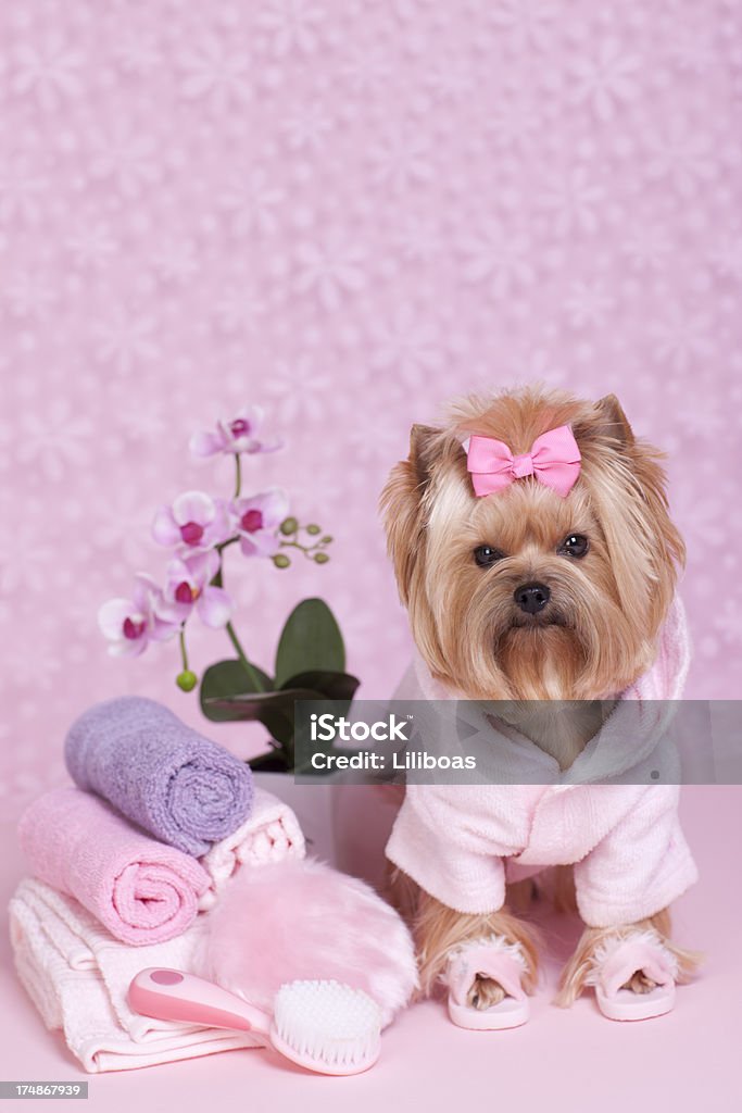 Yorkshire Terrier Pies dzień w Spa - Zbiór zdjęć royalty-free (Barwne tło)