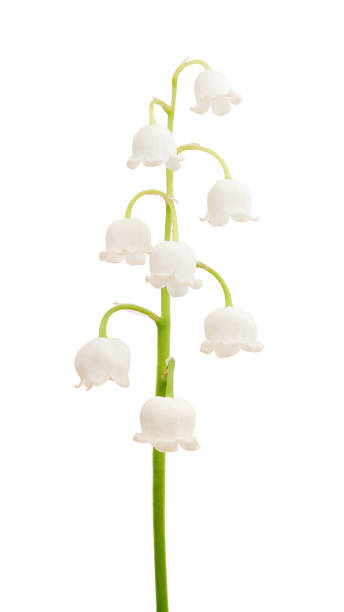 istock Lily of the valley 174867950