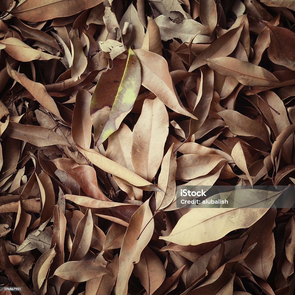 Fond de feuilles d'automne - Photo de Automne libre de droits