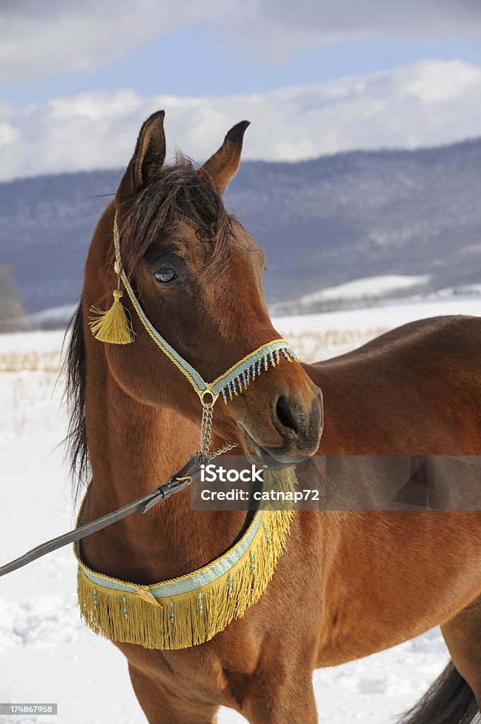 Cavalo olhando para a distância, garanhão árabe no inverno - Foto de stock de Animais Machos royalty-free