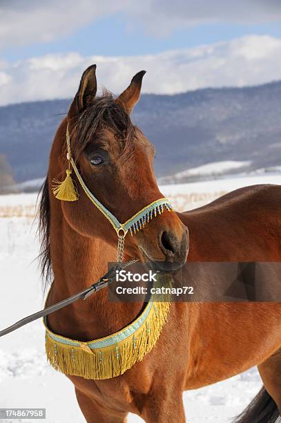 Foto de Cavalo Olhando Para A Distância Garanhão Árabe No Inverno e mais fotos de stock de Animais Machos