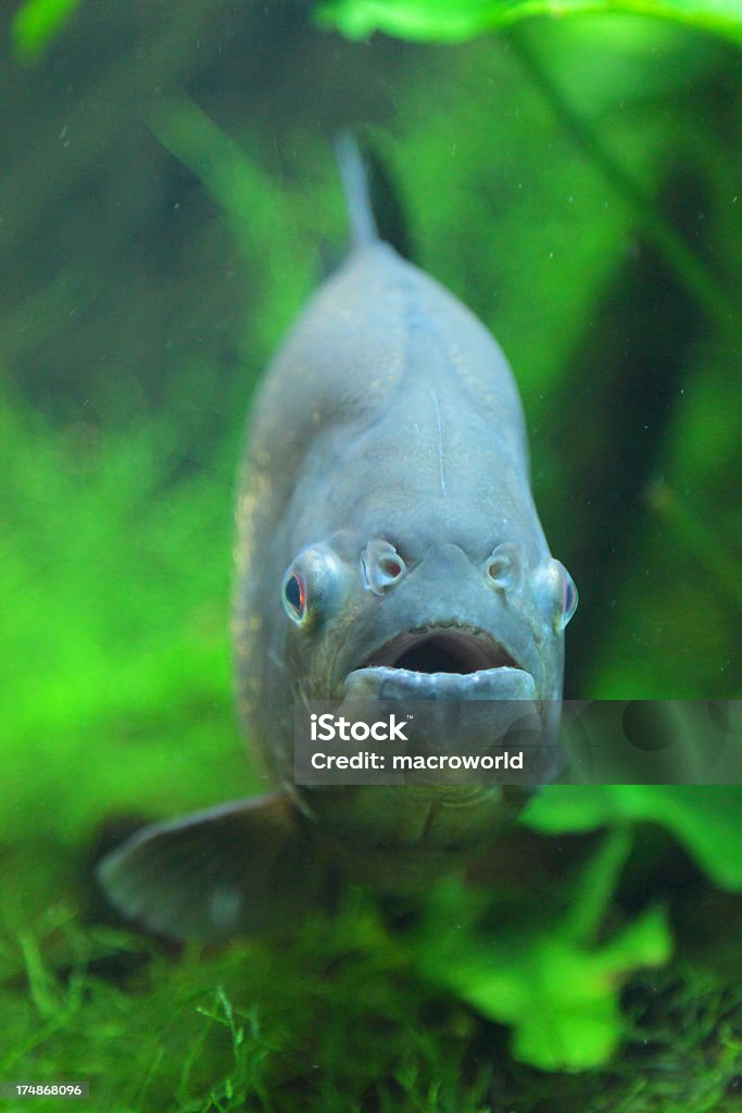 Piranha - Foto stock royalty-free di Acqua