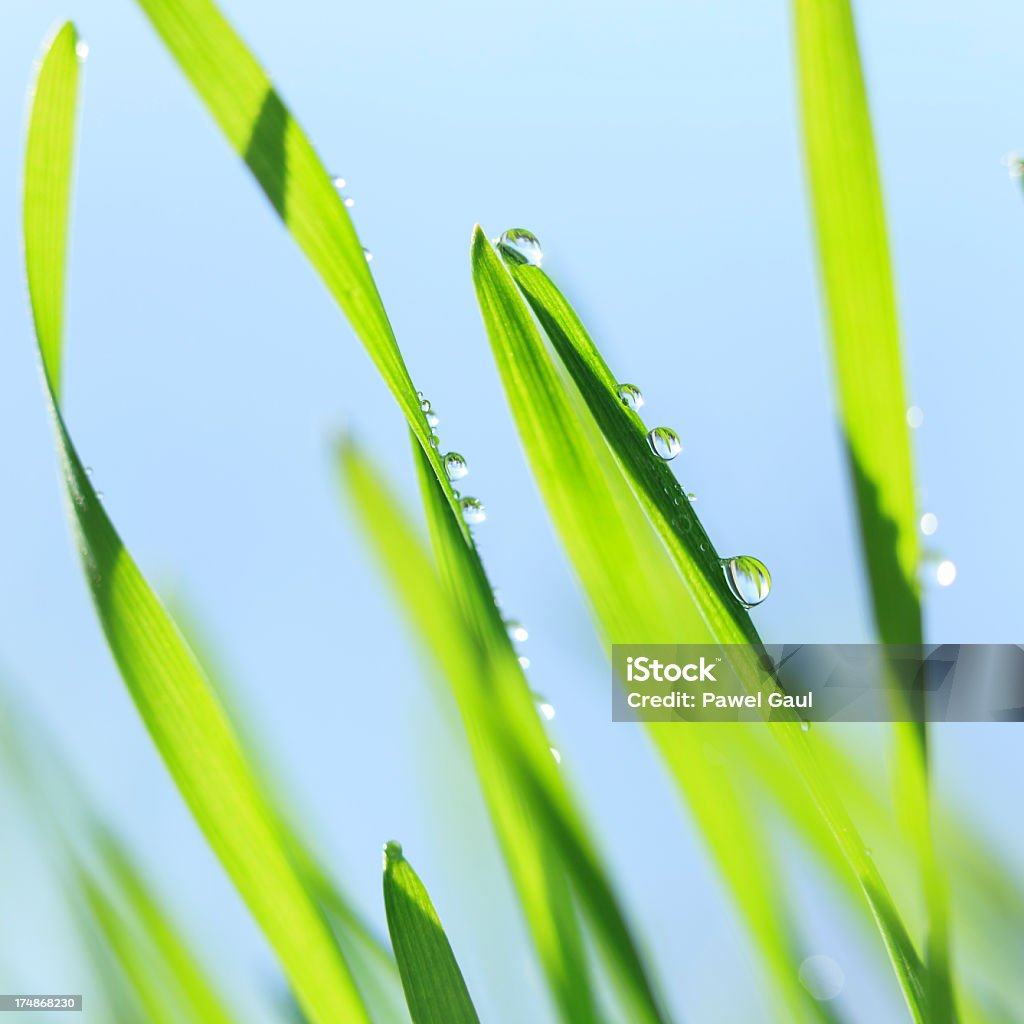 Gouttelettes d'eau sur l'herbe - Photo de Agropyre libre de droits