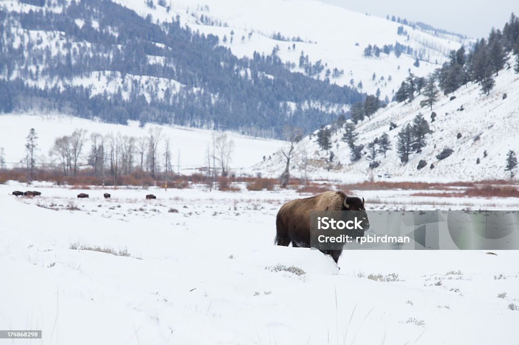 Bisonte americano - Foto stock royalty-free di Ambientazione esterna