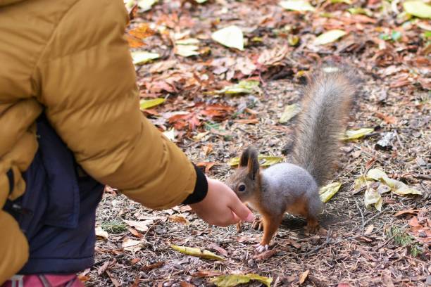 istock A small child feeds a squirrel with nuts from his hand in an autumn park 1748684029