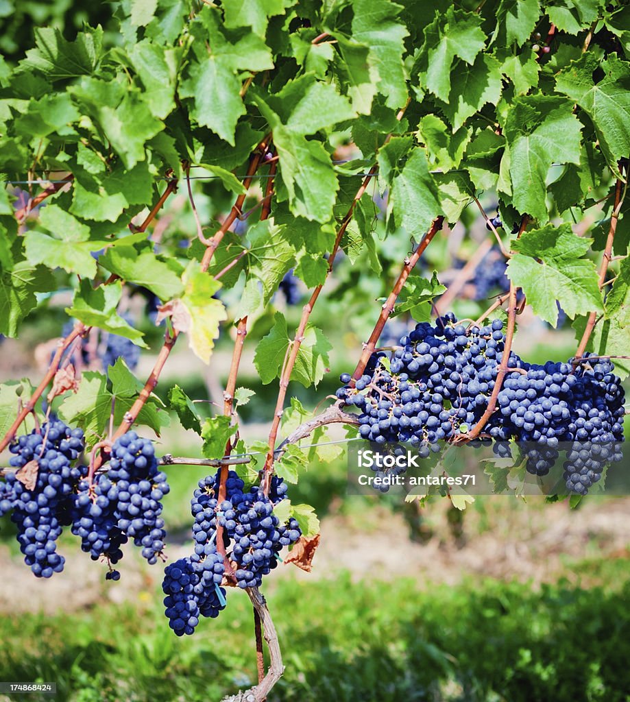 Uva Gamay - Foto de stock de Agricultura libre de derechos