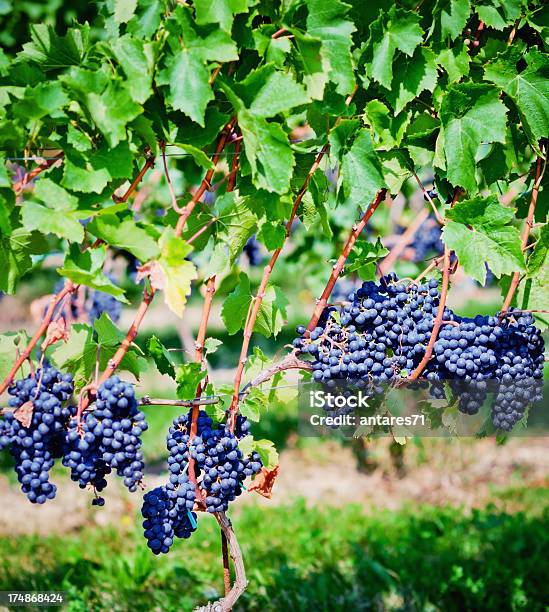 Uva Gamay Foto de stock y más banco de imágenes de Agricultura - Agricultura, Aire libre, Cantón de Vaud