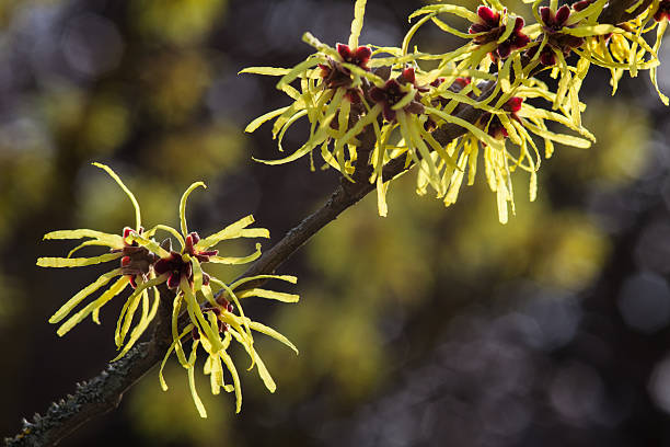 american'hammamélis éclosion d'une fleur en hiver - american witchhazel witch hazel liniment astringent photos et images de collection