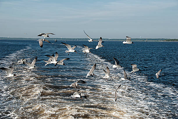 istock Seagulls Flying Behind A Ferry Boat - North Carolina 174868586