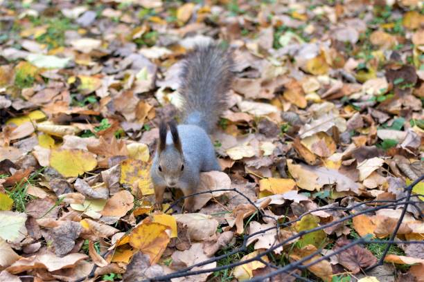 istock A beautiful gray squirrel jumps on autumn fallen leaves 1748686380