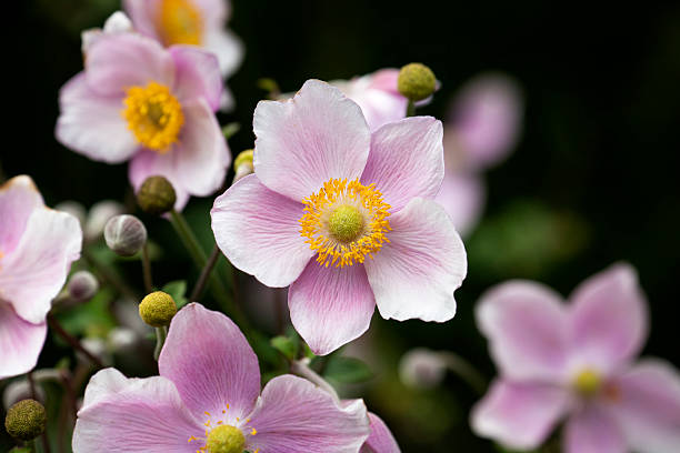 Close up of Japanese Anemone Flowers. Close up of pink Japanese Anemone flowers with shallow depth of field. japanese anemone windflower flower anemone flower stock pictures, royalty-free photos & images