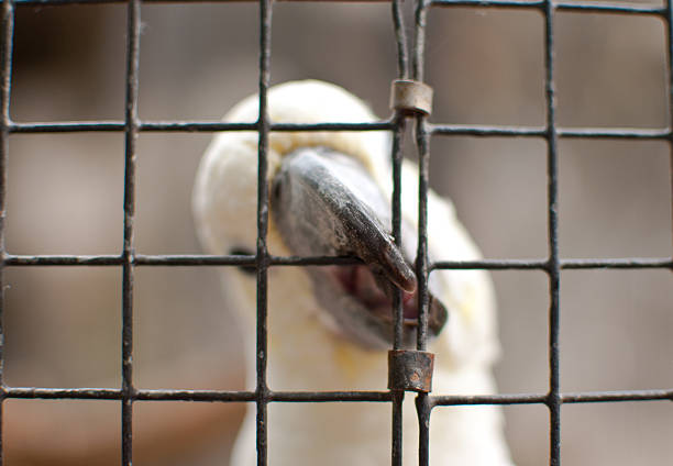 tropical white parrot cacatúa - metal profile white parrot fotografías e imágenes de stock
