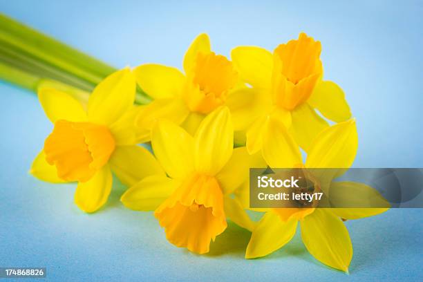 Daffodils - Fotografias de stock e mais imagens de Amarelo - Amarelo, Beleza natural, Bouquet