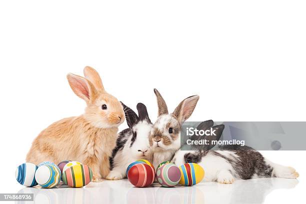 Ostern Hasen Stockfoto und mehr Bilder von Kaninchen - Kaninchen, Häschen, Ei
