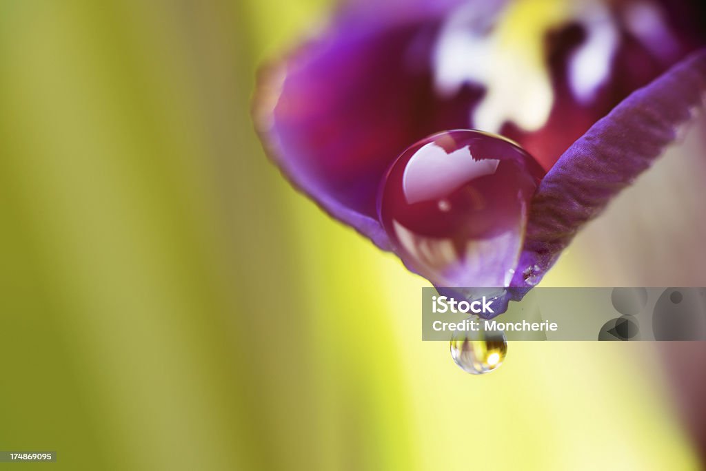 Gotas de água sobre uma flor de íris - Royalty-free Amimar Foto de stock