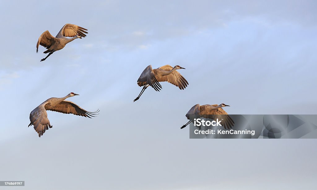 Grues de vol - Photo de Aile d'animal libre de droits