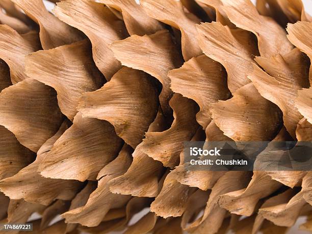 Cone De Abeto - Fotografias de stock e mais imagens de Macrofotografia - Macrofotografia, Pinha, Primeiríssimo Plano