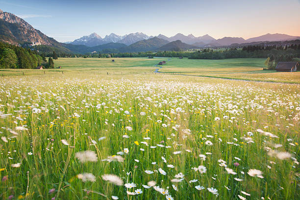 fiorente campo, ostallgäu bavarese, baviera, germania, vista sulle alpi - allgau bavaria mountain horizon foto e immagini stock