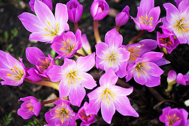 outono croco - single flower flower crocus spring imagens e fotografias de stock