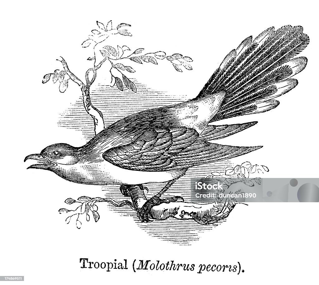 Troopial - Стоковые иллюстрации XIX век роялти-фри