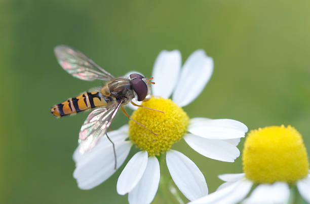 dittero sirfide con camomille - insect fly animal eye single flower foto e immagini stock