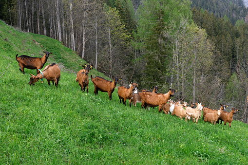 herd of goats, goat, tree, nature, mountain